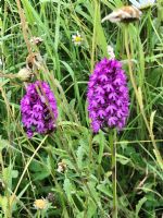 The pyramid orchids have survived the changing weather conditions well: Click to enlarge